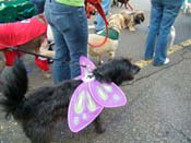 2009-Mystic-Krewe-of-Barkus-Mardi-Gras-French-Quarter-New-Orleans-Dog-Parade-Harriet-Cross-7301