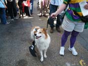 2009-Mystic-Krewe-of-Barkus-Mardi-Gras-French-Quarter-New-Orleans-Dog-Parade-Harriet-Cross-7302