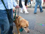 2009-Mystic-Krewe-of-Barkus-Mardi-Gras-French-Quarter-New-Orleans-Dog-Parade-Harriet-Cross-7303