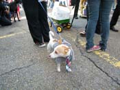 2009-Mystic-Krewe-of-Barkus-Mardi-Gras-French-Quarter-New-Orleans-Dog-Parade-Harriet-Cross-7307