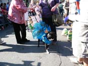 2009-Mystic-Krewe-of-Barkus-Mardi-Gras-French-Quarter-New-Orleans-Dog-Parade-Harriet-Cross-7318