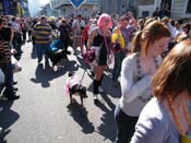 2009-Mystic-Krewe-of-Barkus-Mardi-Gras-French-Quarter-New-Orleans-Dog-Parade-Harriet-Cross-7324