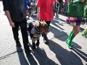 2009-Mystic-Krewe-of-Barkus-Mardi-Gras-French-Quarter-New-Orleans-Dog-Parade-Harriet-Cross-7326