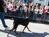 2009-Mystic-Krewe-of-Barkus-Mardi-Gras-French-Quarter-New-Orleans-Dog-Parade-Harriet-Cross-7327