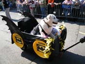 2009-Mystic-Krewe-of-Barkus-Mardi-Gras-French-Quarter-New-Orleans-Dog-Parade-Harriet-Cross-7329