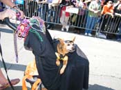 2009-Mystic-Krewe-of-Barkus-Mardi-Gras-French-Quarter-New-Orleans-Dog-Parade-Harriet-Cross-7331