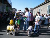 2009-Mystic-Krewe-of-Barkus-Mardi-Gras-French-Quarter-New-Orleans-Dog-Parade-Harriet-Cross-7337