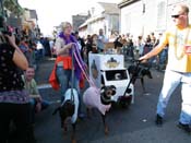 2009-Mystic-Krewe-of-Barkus-Mardi-Gras-French-Quarter-New-Orleans-Dog-Parade-Harriet-Cross-7339