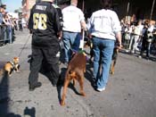 2009-Mystic-Krewe-of-Barkus-Mardi-Gras-French-Quarter-New-Orleans-Dog-Parade-Harriet-Cross-7342