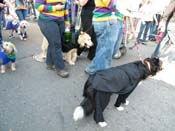 2009-Mystic-Krewe-of-Barkus-Mardi-Gras-French-Quarter-New-Orleans-Dog-Parade-Harriet-Cross-7343