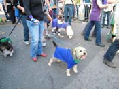 2009-Mystic-Krewe-of-Barkus-Mardi-Gras-French-Quarter-New-Orleans-Dog-Parade-Harriet-Cross-7344