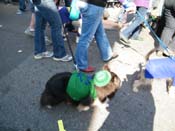 2009-Mystic-Krewe-of-Barkus-Mardi-Gras-French-Quarter-New-Orleans-Dog-Parade-Harriet-Cross-7345