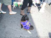 2009-Mystic-Krewe-of-Barkus-Mardi-Gras-French-Quarter-New-Orleans-Dog-Parade-Harriet-Cross-7346