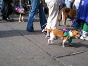 2009-Mystic-Krewe-of-Barkus-Mardi-Gras-French-Quarter-New-Orleans-Dog-Parade-Harriet-Cross-7384