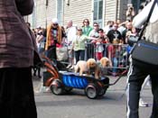 2009-Mystic-Krewe-of-Barkus-Mardi-Gras-French-Quarter-New-Orleans-Dog-Parade-Harriet-Cross-7392