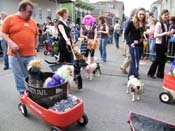 2009-Mystic-Krewe-of-Barkus-Mardi-Gras-French-Quarter-New-Orleans-Dog-Parade-Harriet-Cross-7407