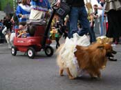 2009-Mystic-Krewe-of-Barkus-Mardi-Gras-French-Quarter-New-Orleans-Dog-Parade-Harriet-Cross-7408