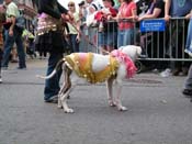 2009-Mystic-Krewe-of-Barkus-Mardi-Gras-French-Quarter-New-Orleans-Dog-Parade-Harriet-Cross-7409