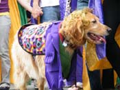 2009-Mystic-Krewe-of-Barkus-Mardi-Gras-French-Quarter-New-Orleans-Dog-Parade-Harriet-Cross-7426