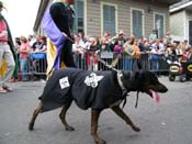 2009-Mystic-Krewe-of-Barkus-Mardi-Gras-French-Quarter-New-Orleans-Dog-Parade-Harriet-Cross-7427