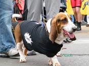 2009-Mystic-Krewe-of-Barkus-Mardi-Gras-French-Quarter-New-Orleans-Dog-Parade-Harriet-Cross-7430