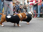 2009-Mystic-Krewe-of-Barkus-Mardi-Gras-French-Quarter-New-Orleans-Dog-Parade-Harriet-Cross-7431