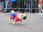 2009-Mystic-Krewe-of-Barkus-Mardi-Gras-French-Quarter-New-Orleans-Dog-Parade-Harriet-Cross-7433