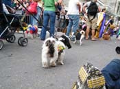 2009-Mystic-Krewe-of-Barkus-Mardi-Gras-French-Quarter-New-Orleans-Dog-Parade-Harriet-Cross-7434