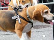 2009-Mystic-Krewe-of-Barkus-Mardi-Gras-French-Quarter-New-Orleans-Dog-Parade-Harriet-Cross-7436