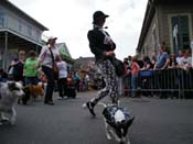 2009-Mystic-Krewe-of-Barkus-Mardi-Gras-French-Quarter-New-Orleans-Dog-Parade-Harriet-Cross-7452