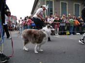 2009-Mystic-Krewe-of-Barkus-Mardi-Gras-French-Quarter-New-Orleans-Dog-Parade-Harriet-Cross-7453