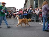 2009-Mystic-Krewe-of-Barkus-Mardi-Gras-French-Quarter-New-Orleans-Dog-Parade-Harriet-Cross-7458