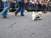 2009-Mystic-Krewe-of-Barkus-Mardi-Gras-French-Quarter-New-Orleans-Dog-Parade-Harriet-Cross-7462