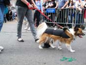 2009-Mystic-Krewe-of-Barkus-Mardi-Gras-French-Quarter-New-Orleans-Dog-Parade-Harriet-Cross-7463