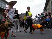 2009-Mystic-Krewe-of-Barkus-Mardi-Gras-French-Quarter-New-Orleans-Dog-Parade-Harriet-Cross-7465