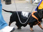 2009-Mystic-Krewe-of-Barkus-Mardi-Gras-French-Quarter-New-Orleans-Dog-Parade-Harriet-Cross-7468