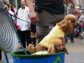 2009-Mystic-Krewe-of-Barkus-Mardi-Gras-French-Quarter-New-Orleans-Dog-Parade-Harriet-Cross-7469