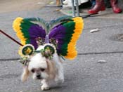 2009-Mystic-Krewe-of-Barkus-Mardi-Gras-French-Quarter-New-Orleans-Dog-Parade-Harriet-Cross-7473