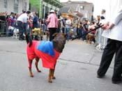 2009-Mystic-Krewe-of-Barkus-Mardi-Gras-French-Quarter-New-Orleans-Dog-Parade-Harriet-Cross-7474