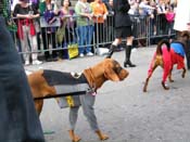 2009-Mystic-Krewe-of-Barkus-Mardi-Gras-French-Quarter-New-Orleans-Dog-Parade-Harriet-Cross-7475