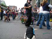 2009-Mystic-Krewe-of-Barkus-Mardi-Gras-French-Quarter-New-Orleans-Dog-Parade-Harriet-Cross-7477