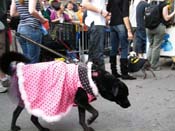 2009-Mystic-Krewe-of-Barkus-Mardi-Gras-French-Quarter-New-Orleans-Dog-Parade-Harriet-Cross-7480