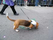 2009-Mystic-Krewe-of-Barkus-Mardi-Gras-French-Quarter-New-Orleans-Dog-Parade-Harriet-Cross-7491