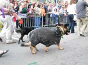 2009-Mystic-Krewe-of-Barkus-Mardi-Gras-French-Quarter-New-Orleans-Dog-Parade-Harriet-Cross-7495