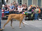 2009-Mystic-Krewe-of-Barkus-Mardi-Gras-French-Quarter-New-Orleans-Dog-Parade-Harriet-Cross-7498