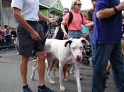 2009-Mystic-Krewe-of-Barkus-Mardi-Gras-French-Quarter-New-Orleans-Dog-Parade-Harriet-Cross-7499