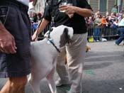 2009-Mystic-Krewe-of-Barkus-Mardi-Gras-French-Quarter-New-Orleans-Dog-Parade-Harriet-Cross-7500