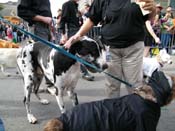 2009-Mystic-Krewe-of-Barkus-Mardi-Gras-French-Quarter-New-Orleans-Dog-Parade-Harriet-Cross-7501