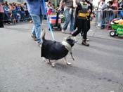 2009-Mystic-Krewe-of-Barkus-Mardi-Gras-French-Quarter-New-Orleans-Dog-Parade-Harriet-Cross-7502