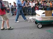 2009-Mystic-Krewe-of-Barkus-Mardi-Gras-French-Quarter-New-Orleans-Dog-Parade-Harriet-Cross-7503